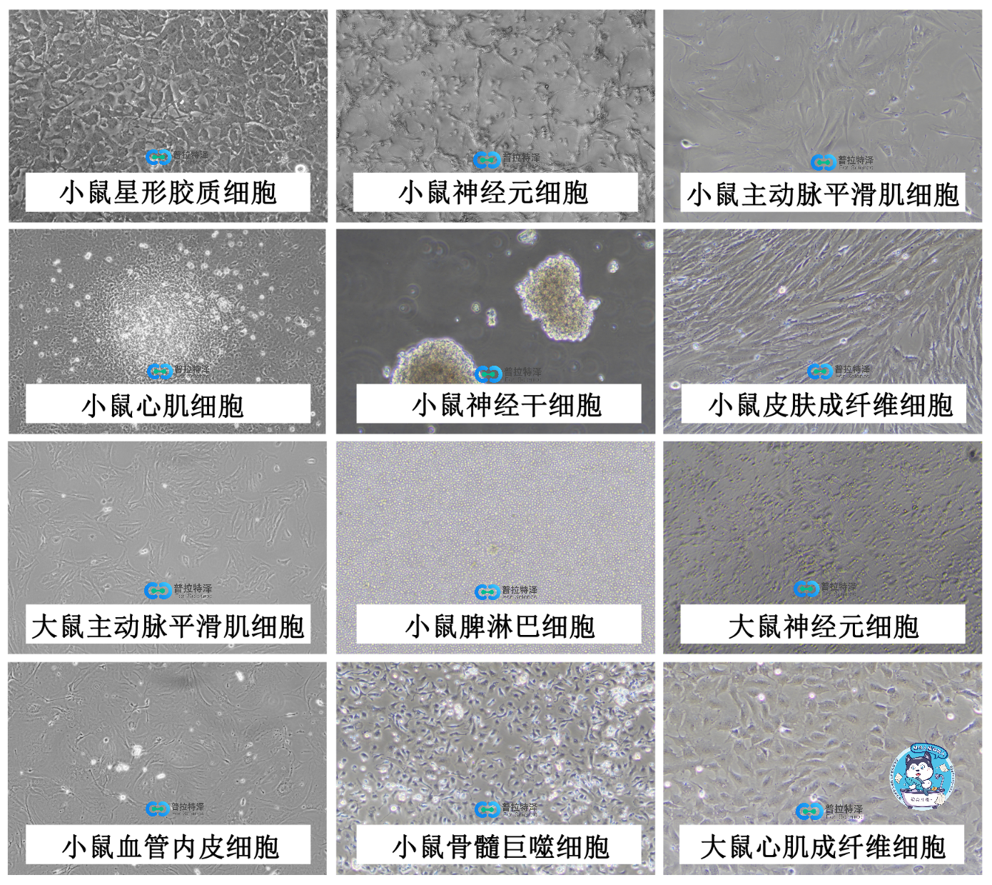 原代細(xì)胞分離